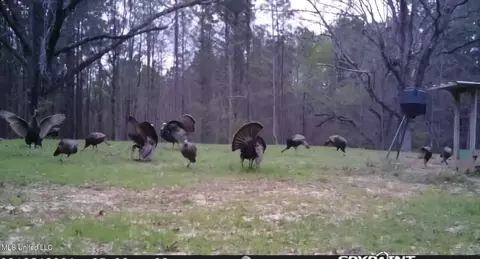 0 Green Door Rd, Eupora, MS 39744