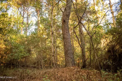 Ms-503, Rose Hill, MS 39356 photo 32