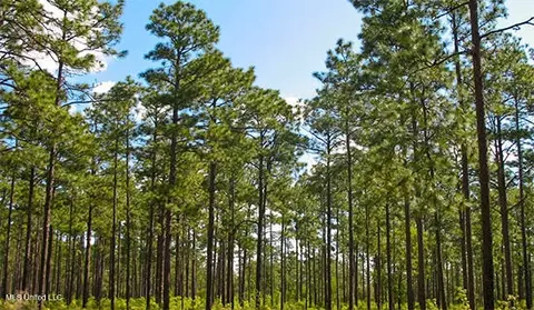 000 Gunnell Rd, Ruth, MS 39662