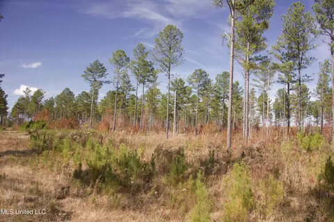 Off Cr 115, Carrollton, MS 38917 photo 11
