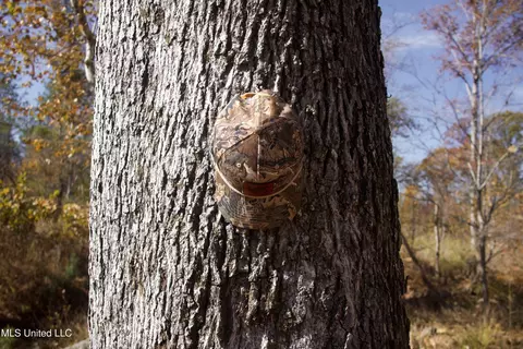 Off Cr 115, Carrollton, MS 38917
