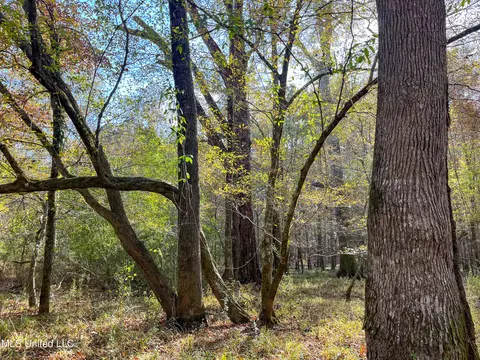 80 8 Acres, Carthage, MS 39051 photo 53
