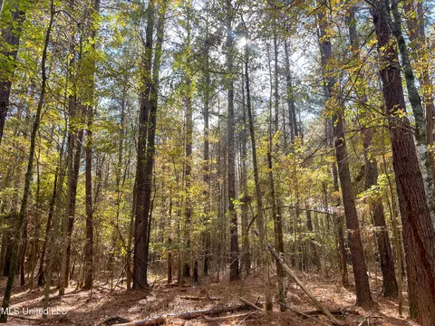 80 8 Acres, Carthage, MS 39051 photo 6