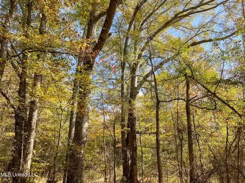 80 8 Acres, Carthage, MS 39051 photo 14