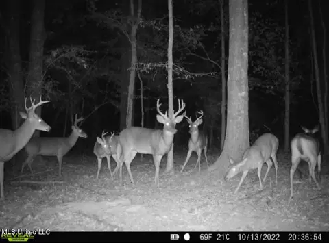 1 Truitt Rd, Pickens, MS 39146 photo 31
