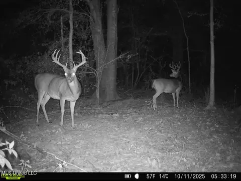 1 Truitt Rd, Pickens, MS 39146 photo 28