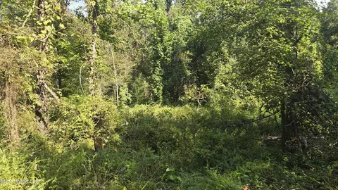 00 Nelson Corner Rd, Roxie, MS 39661 photo 2
