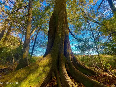 Darbun China Grove Road, Sandy Hook, MS 39478 photo 17