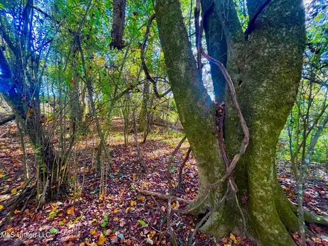 Darbun China Grove Road, Sandy Hook, MS 39478 photo 16