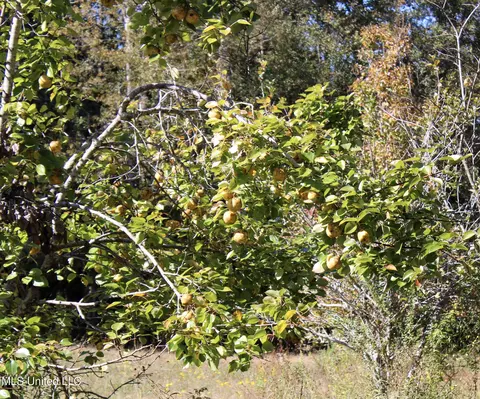 Other - 2108 Joel Lang Rd, Mccomb, MS 39648 photo 53 of 54