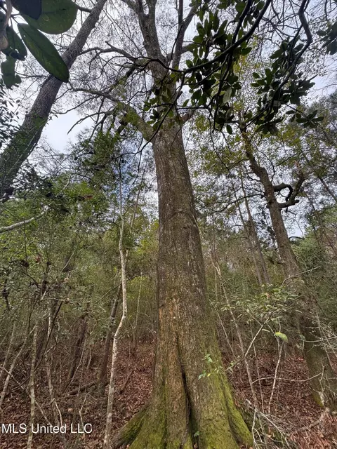 000 Elarton Rd, Osyka, MS 39657 photo 12