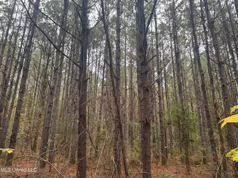 000 Elarton Rd, Osyka, MS 39657 photo 19