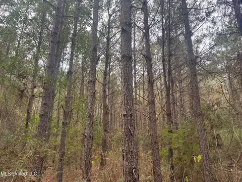 000 Elarton Rd, Osyka, MS 39657 photo 9