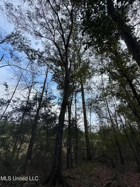 000 Elarton Rd, Osyka, MS 39657 photo 2