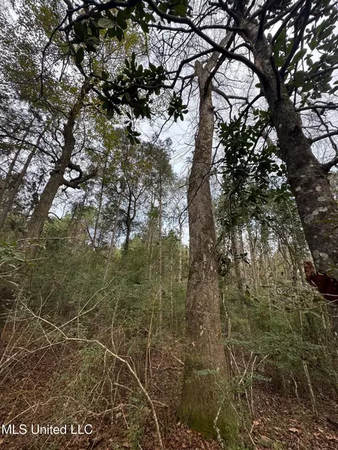 000 Elarton Rd, Osyka, MS 39657 photo 16