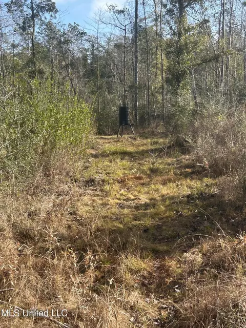 0 Will Lee Rd, Lumberton, MS 39455 photo 17