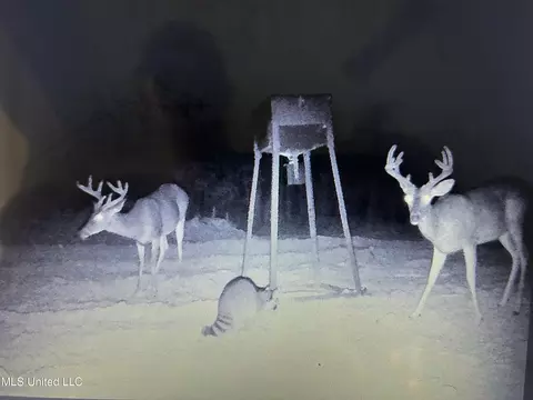 000 Monticello Rd, Wesson, MS 39191 photo 8