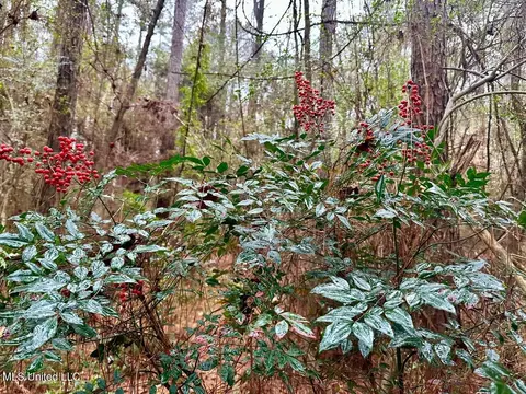 399 James Boyakin Barnett Rd, Magee, MS 39111 photo 40