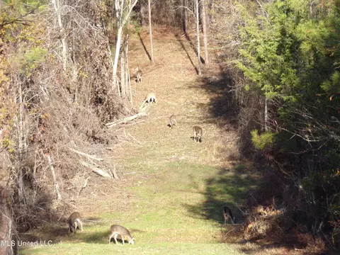 960 Old 51 Rd, Pickens, MS 39146 photo 11
