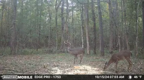 Yandell Road, Madison, MS 39110 photo 10