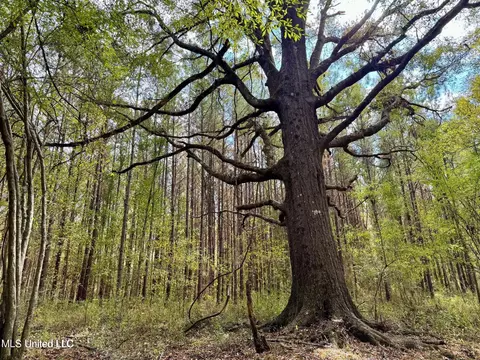 Yandell Road, Madison, MS 39110 photo 13