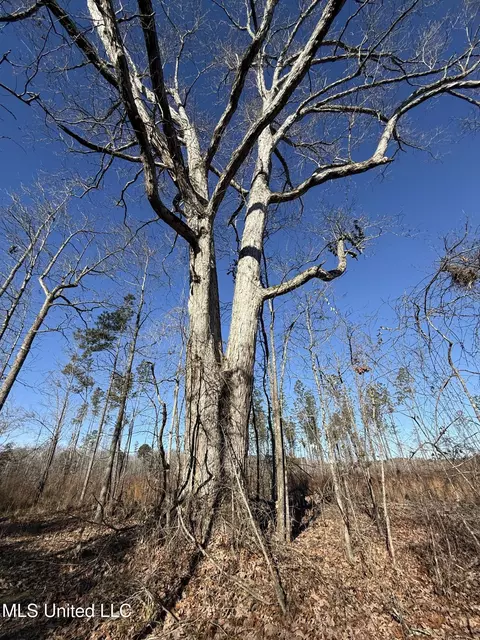 County Road 231, Mantee, MS 39751 photo 14