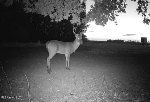 660 E New Africa Rd, Alligator, MS 38720 photo 60