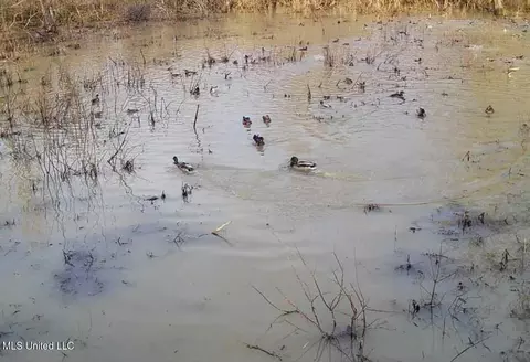 660 E New Africa Rd, Alligator, MS 38720 photo 61