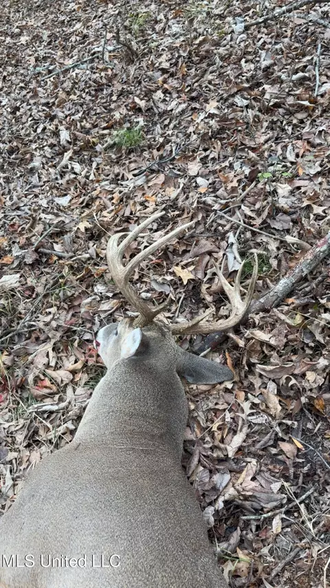 660 E New Africa Rd, Alligator, MS 38720 photo 51