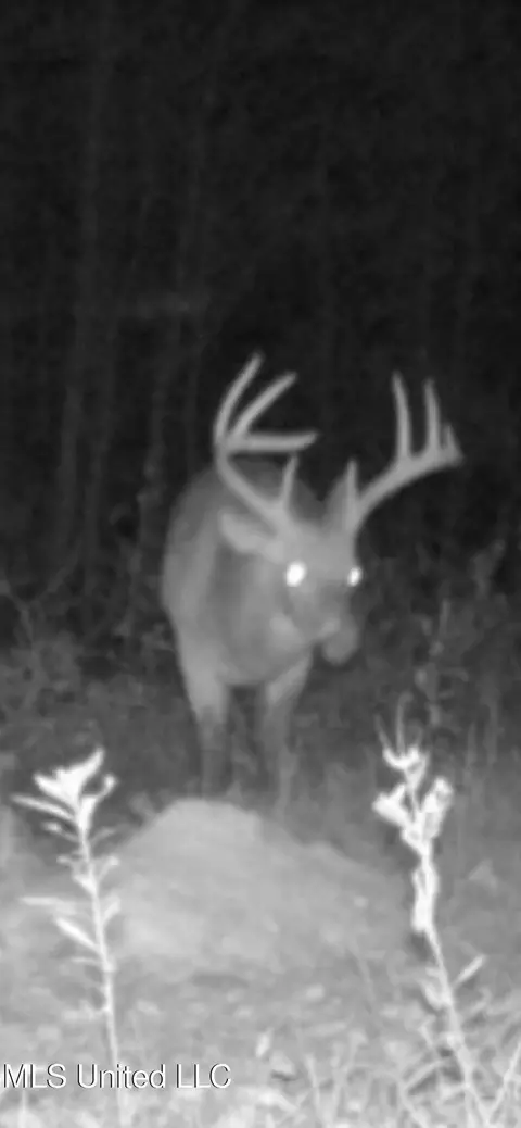 660 E New Africa Rd, Alligator, MS 38720 photo 58