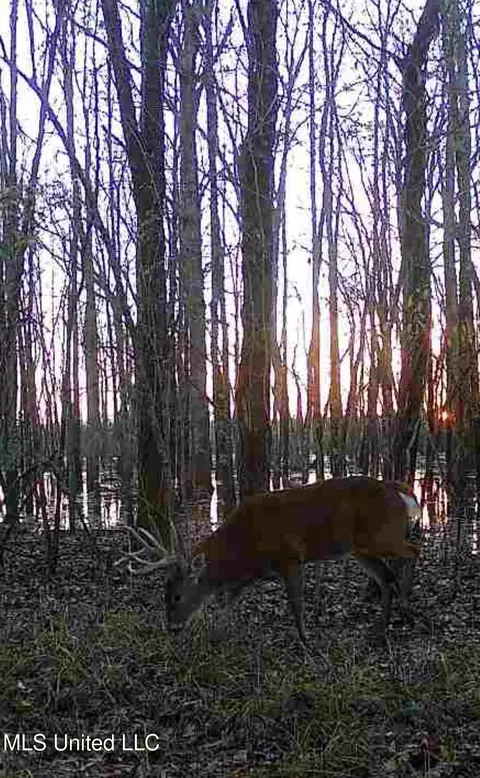 660 E New Africa Rd, Alligator, MS 38720 photo 62