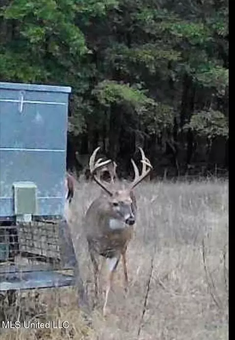 660 E New Africa Rd, Alligator, MS 38720 photo 54