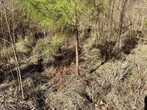 Highway 12, Sallis, MS 39160 photo 16
