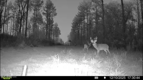 10 Dry Grove Rd, Terry, MS 39170 photo 37