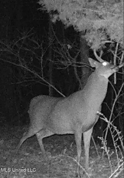 Bagasha Road, Vaiden, MS 39176 photo 60