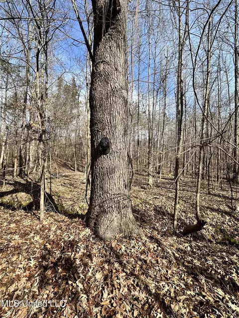 Bagasha Road, Vaiden, MS 39176 photo 40