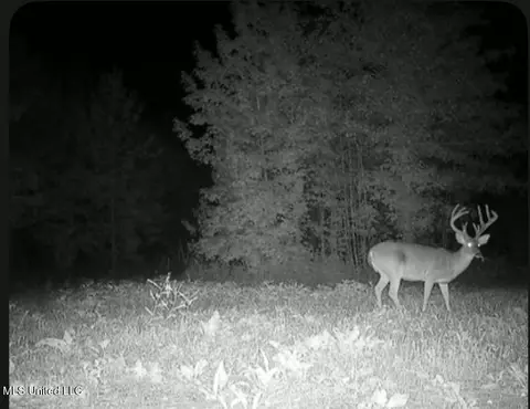 Bagasha Road, Vaiden, MS 39176 photo 7