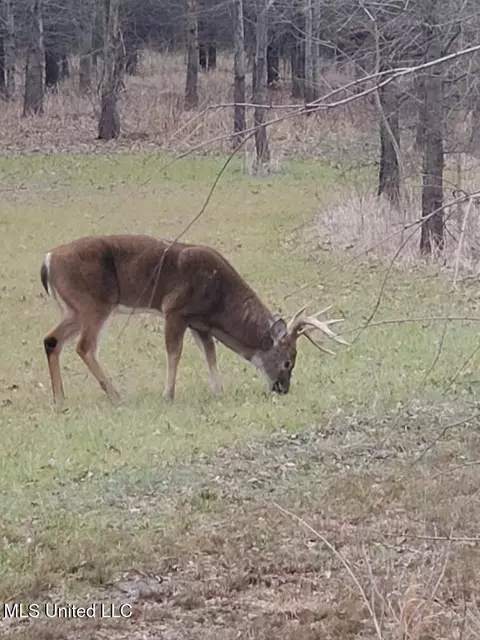 Bagasha Road, Vaiden, MS 39176 photo 9