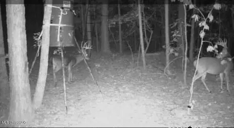 Bagasha Road, Vaiden, MS 39176 photo 8