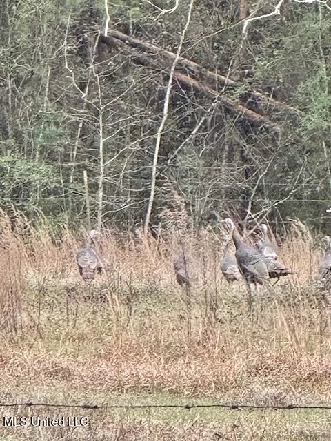 Other - 3159 Claude Smith Rd, Magnolia, MS 39652 photo 11 of 20