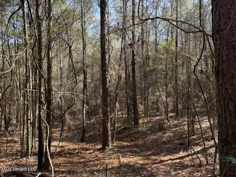 Cheramie Road, Sandy Hook, MS 39478 photo 12