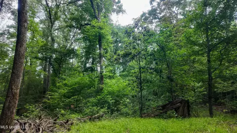 Mississippi 570, Summit, MS 39666 photo 4
