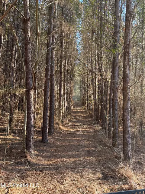 1145 Ludlow Rd, Lena, MS 39094 photo 17