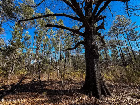 Dr Sears Road, West Point, MS 39773 photo 6