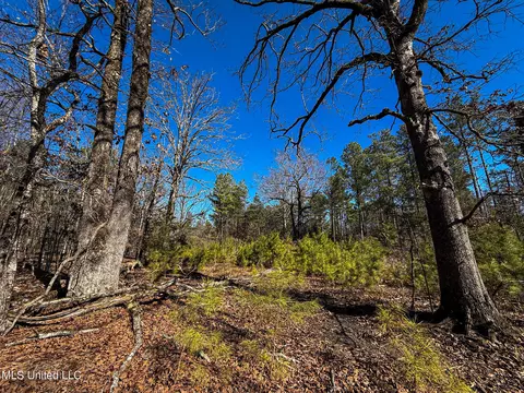 Dr Sears Road, West Point, MS 39773 photo 10