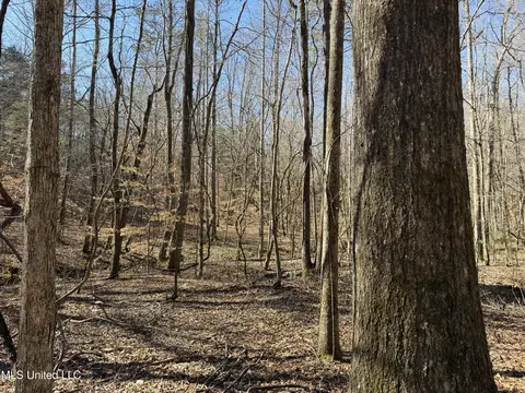 County Road 186, Coffeeville, MS 38922