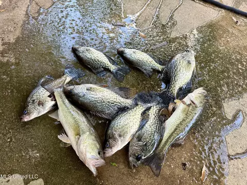 3368 Ms-17, Pickens, MS 39146 photo 3