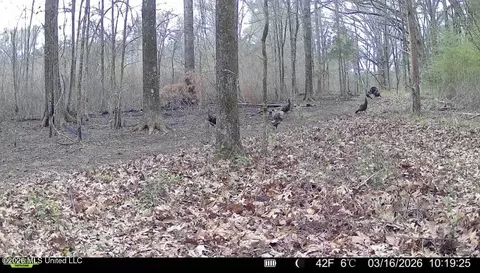 3368 Ms-17, Pickens, MS 39146 photo 11