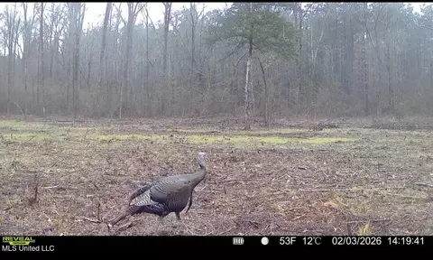 3368 Ms-17, Pickens, MS 39146 photo 7
