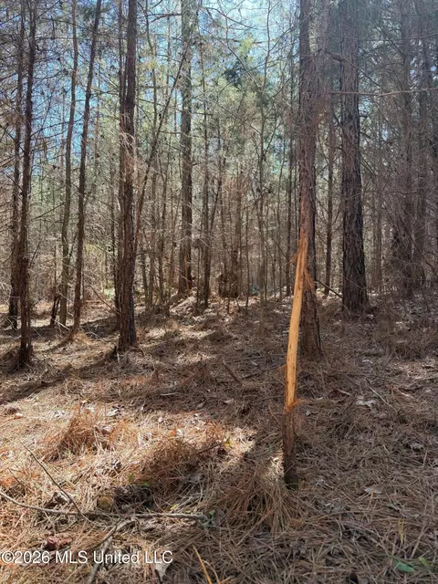 2001 Reed Rd, Ackerman, MS 39735 photo 5